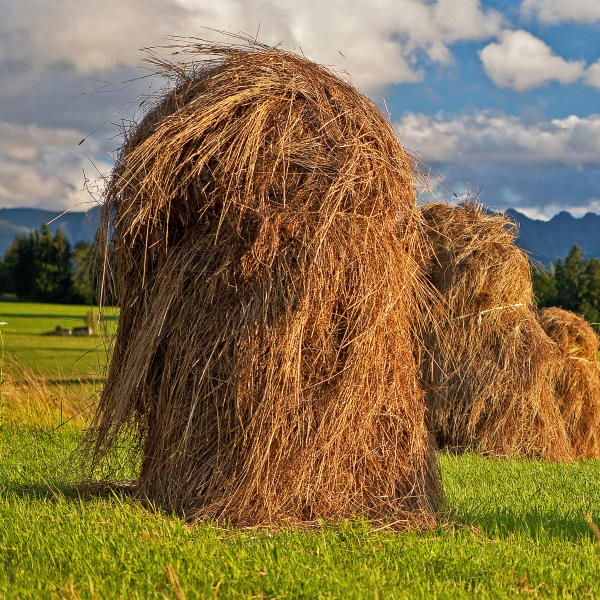 Wozu die Nadel im Heuhaufen suchen, wenn man den ganzen Heuhaufen