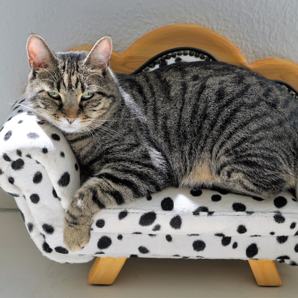 Australische OnlinehändlerAktie des Tages Temple & ster Group Ltd