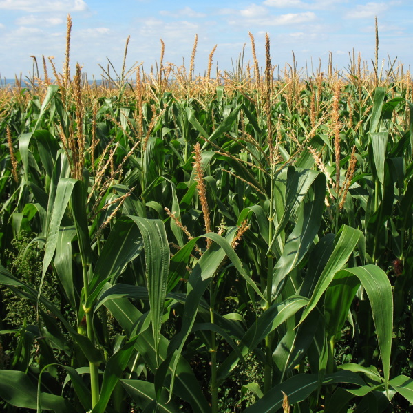 Saatgutaktie des Tages Corteva Inc.